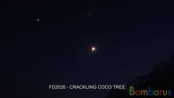 FD2026  ( Шар 2,5" )  CRACKLING COCO TREE | фото №0