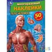 Тело человека. Активити с многоразовыми наклейками. 210х285мм.  8 стр. + 50 наклеек. Умка в кор.50шт | фото №0