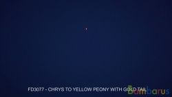 FD3077 (Шар 3") CHRYSATNHEMUM TO YELLOW PEONY W/GOLD 3" | фото №0