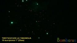 TXB174 LILY MAGNOLIA  (кор/15шт) | фото №0