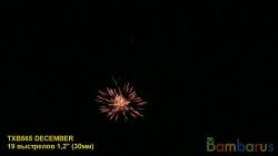 TXB565 DECEMBER | фото №0