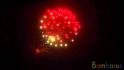 fr4036 HALF RED WHITE PEONY WITH TAIL | фото №0