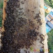 Кавказский горный цветочный мед 100 гр | фото №0