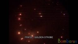 fr4137 GOLDEN STROBE | фото №0