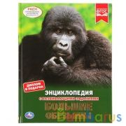 Большие обезьяны. (Энциклопедия А4 с развивающими заданиями). 197х255мм. 48 стр. Умка в кор.15шт | фото №0